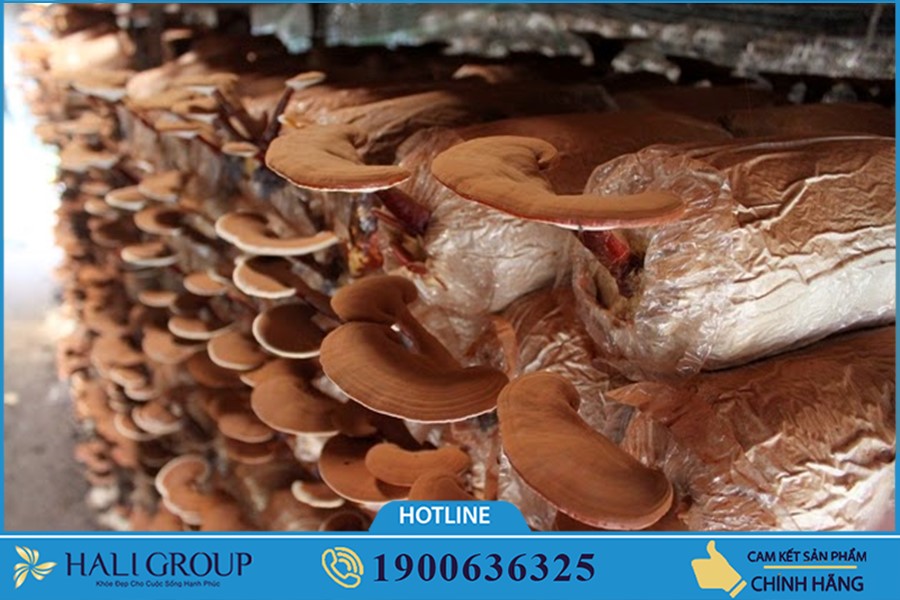  Nấm Linh Chi Kim Cương Vàng Tiến Luật - sản phẩm "vàng" cho những người mắc các bệnh về gan